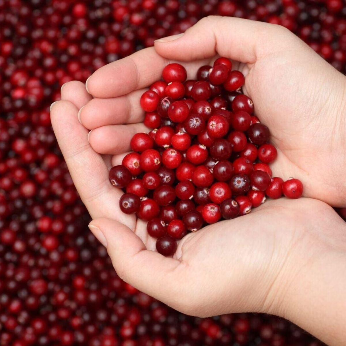 CYS-CONTROL Cranberry Gummies - 60 Stück