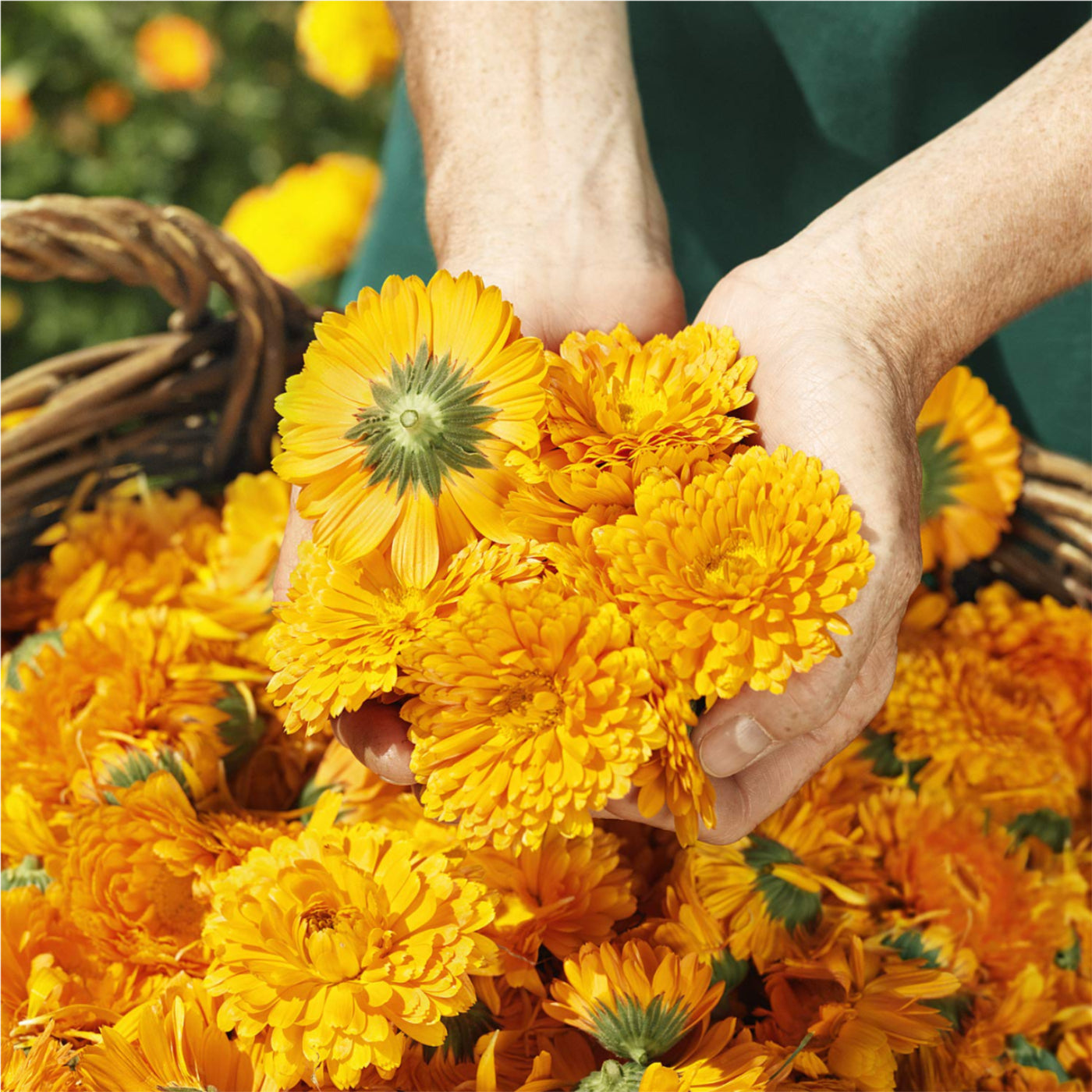Calendula Pflegecreme Körper & Gesicht Bio 75ml