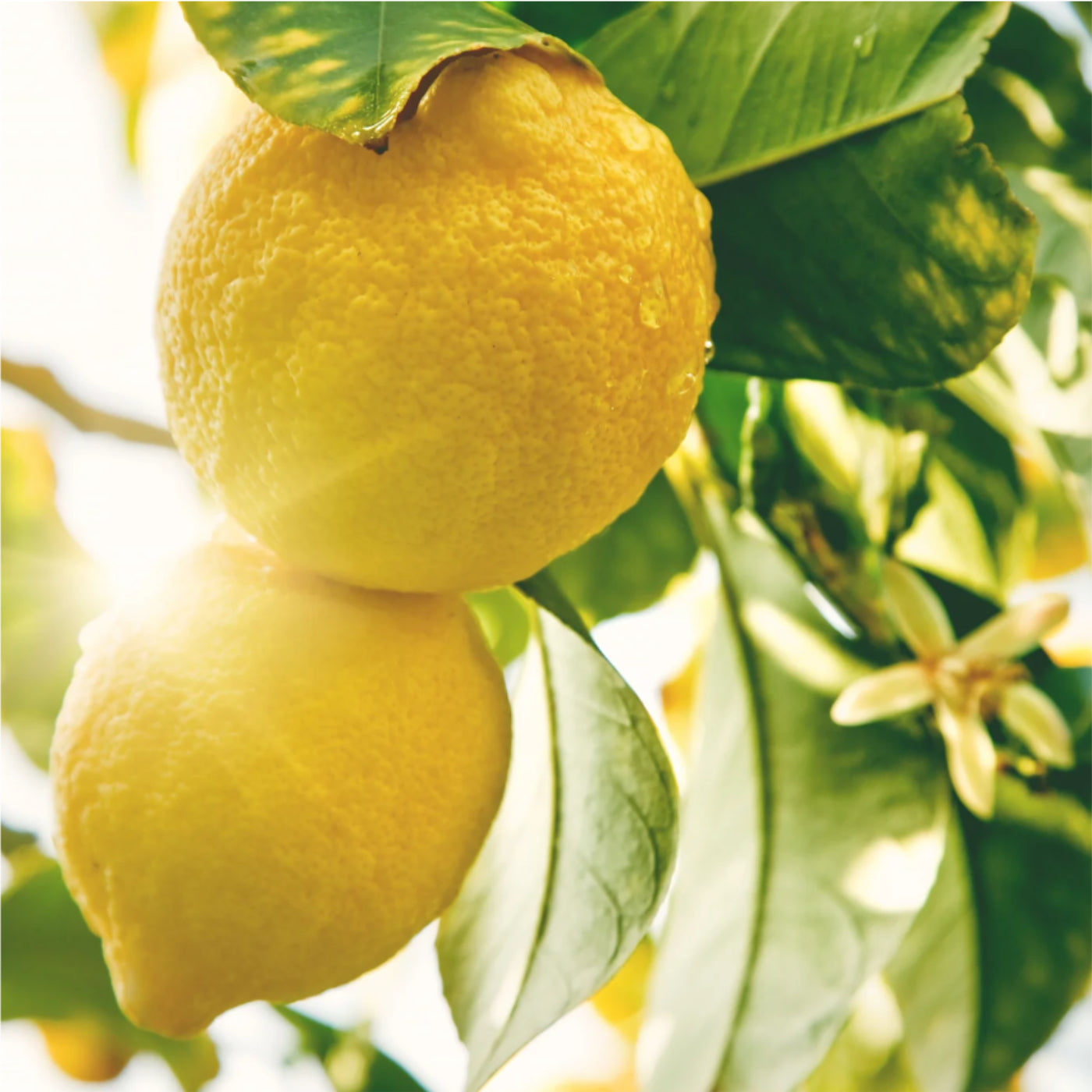 Hand Soap Lemon Aid 500ml